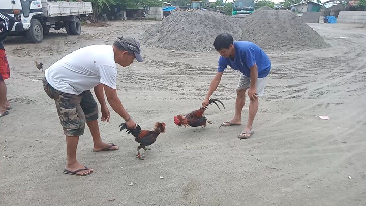 7 Months ,kulang pa sa practice,🐓