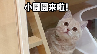 小奶猫真是萌翻了！