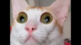 THE BEST FUNNY AND CUTE CAT VIDEOS OF THE WEEK 😸-  TRY Not To Laugh or Grin Challange !🤣 2021