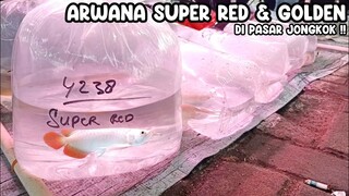 ARWANA SUPER RED & GOLDEN DI PASAR JONGKOK‼️PASAR IKAN HIAS JATINEGARA ‼️