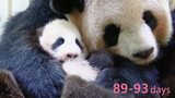 Giant Panda|The Sleeping Posture of Mom and Daughter