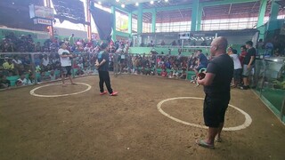 Pa Champion 2hits Ulutan kilala sa sabungan kalaban