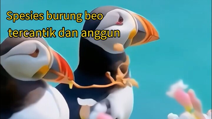 bspesies burung beo yang dapat berenang di dalam lautan