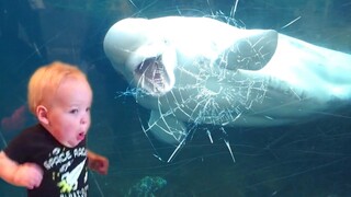 TRY NOT TO LAUGH | Funny Weekend At The Zoo - LAUGH TRIGGER