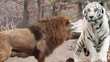 JANGAN DI TONTON !! Pertarungan Sampai Mati Singa VS Harimau Putih
