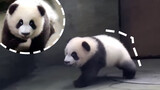Ji Xiao Xiao's devilish steps (Big baby panda)