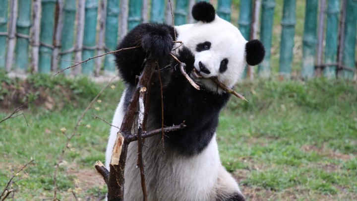 Aksi lucu panda Youyou bermain dengan pohon pir