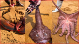Catching Seafood 🦀 Deep Sea Octopus #55