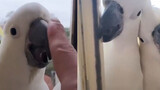 A Parakeet Flirt with a Girl in Quarantine And Refuse to Leave