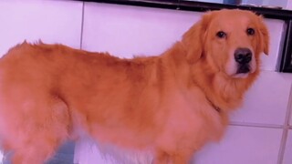 I discovered the secret of happiness in golden retrievers. This dog is a master of emotional managem