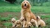 Cutest Puppies! Mother Dogs and Cute Puppies Videos Compilation, Cute moment of Puppy #3