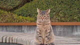 Cat | Two Stray Cats On My Way To Work