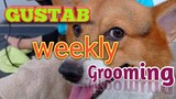 Gustab weekly grooming