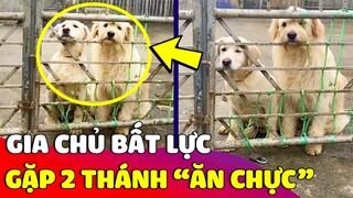 Gia chủ bất lực với '2 CHÚ CÚN' vì ngày nào cũng đòi sang 'Ở KÉ' nhà mình để ăn chực 😅 Gâu Đần