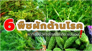 ผักพื้นบ้าน กินผักต้านโรค ดูแลสุขภาพด้วยพืชผักสวนครัวรั้วกินได้ vegetables cure