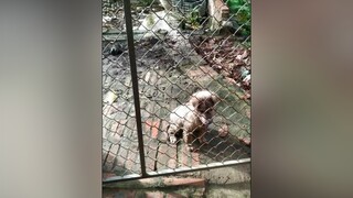 Đuổi luôn yeucho yeuchomeo cún cúncon chó chómèo chócon chó_cưng chókhôn yeuchomeo cưng chócute pet dog dogsoftiktok doggo animals