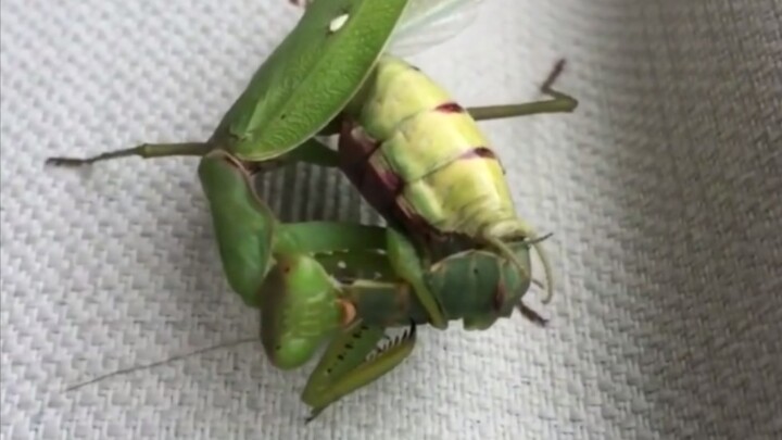 [Animals]The mating process of mantis annotates|<Si Le Dou Yao Ai>