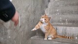 超级喜欢跟主任握手的中华田园猫，只要你伸手，它就跟你示好