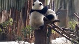 【Panda】The panda finally climbed the tree!