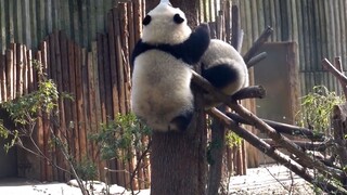 【Panda】The panda finally climbed the tree!