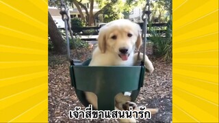 สัตว์เลี้ยงเพื่อนขนปุย : เจ้าสี่ขาแสนน่ารัก
