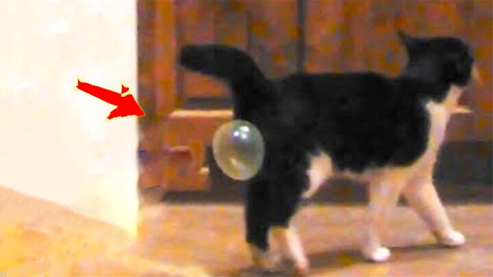 If You Laugh You Lose God Level 😅 Funniest Cats And Dogs #4 😹🐶 Best Funny Animal Videos 2024