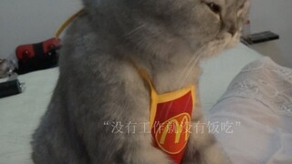 ในช่วงแรกๆ Miao Miao สอนงานนอกเวลาและได้รับการเผยแพร่ผ่านวิดีโอ SR