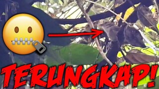 burung misterius penunggu gunung lawu ahirnya terekam kamera dengan jelas, Samsung Vlog