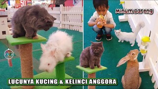 KELINCI ANGGORA & KUCING ANGGORA Super LUCU ~ Bermain Bersama Aneka Kucing & Kelinci Lucu  !!