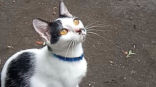 mainan kucing di sore hari