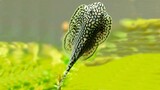 Ikan pembersih aquarium - reticulated hillstream loach