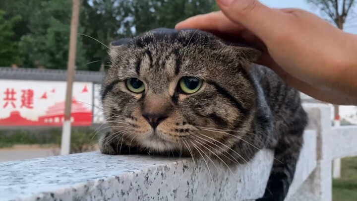 An aggrieved maglev cat. So adorable