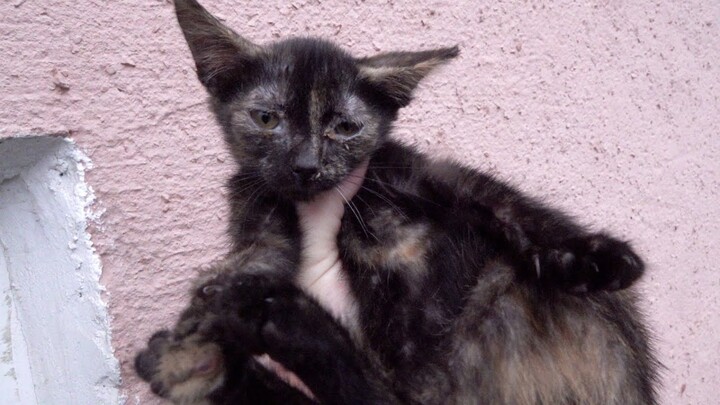 Mother cat hisses at her kitten