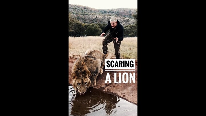 Scaring a Lion🦁  #shorts