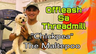 Offleash training for “Chickpea”with obstacles | Offleash running on the Threadmill | Maltepoo
