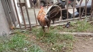 My 1time winner Dome (Bulik), apak tari lang🐓