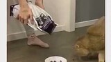 Cat: Is this my last meal?