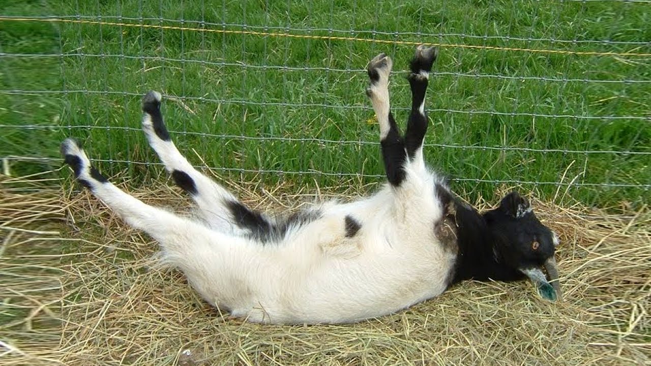 Best of Fainting Goats 🐐 Funny Goats Videos 2020 - Bilibili