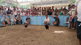 Sabong sa Cebu 2 , loss