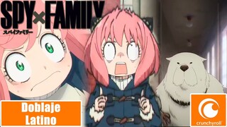 ¡Salvemos a papi! | Spy x Family | Doblaje Latino | 1080p HD