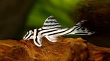 Ikan pemakan lumut pembersih aquarium yang efektif