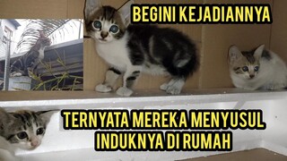 Masya Allah Nemu Anak Kucing 3 Ekor Di Genteng Ternyata Nyusul Induknya..!