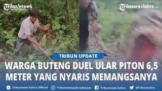 Video Viral Ular Piton 6,5 Meter Dibunuh Saat Serang Warga di Buton Tengah Sulawesi Tenggara