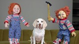 Good Chucky vs Bad Chucky กับสุนัขตลก Maymo