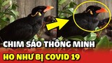 Chú chim Sáo biết BÁO THỨC và ho như bị bệnh COVID 19 😂 | Yêu Lu
