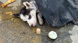 【Cloud Saving Dog】The Little Husky Abandoned by the Roadside