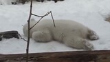 หมีขั้วโลกเดิน ๆ อยู่จู่ ๆ ก็ล้มตัวลงนอน น่ารักสุด ๆ