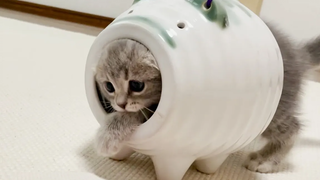 The kitten goes through a hole that is too narrow … Scottish Fold Lulu