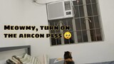 Cat request to turn on the Aircon || Clowder zone