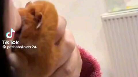 hamster